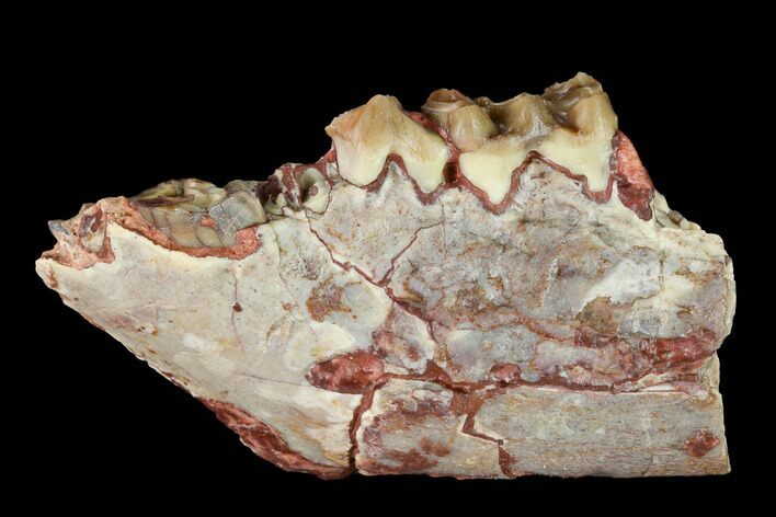 Oreodont (Merycoidodon) Jaw Section - South Dakota #146169